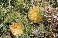 Banksia telmatiaea