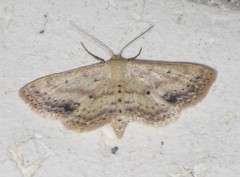 Scopula aemulata