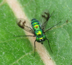 Condylostylus occidentalis