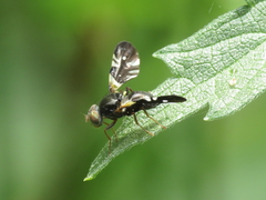 Aciura coryli