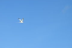 Phaethon lepturus catesbyi