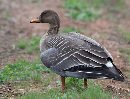 Tundra Bean Goose
