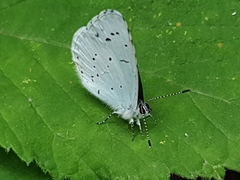 Celastrina argiolus