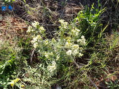 Asteroideae