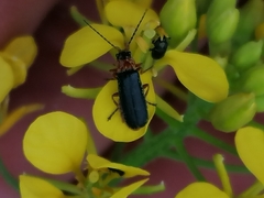 Cantharis flavilabris