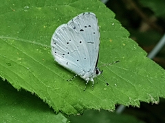 Celastrina argiolus