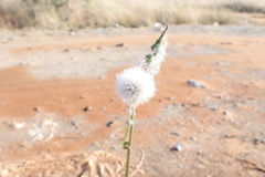 Asteraceae