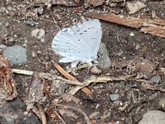 Celastrina argiolus