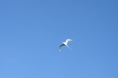 Phaethon lepturus catesbyi