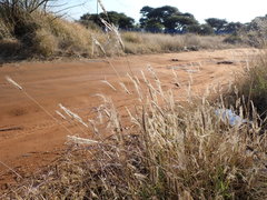 Poaceae