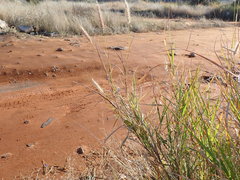 Poaceae