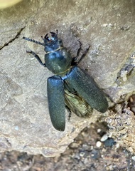 Spondylis buprestoides