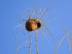 Ploceus velatus