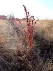 Amaranthus
