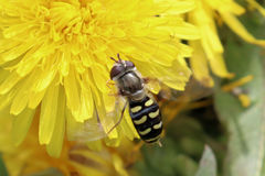 Lapposyrphus lapponicus