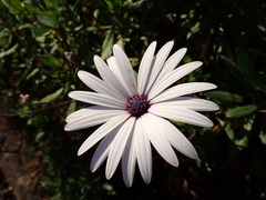 Dimorphotheca