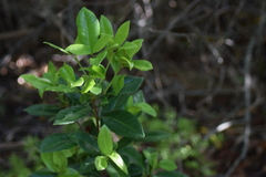 Elaeodendron laneanum
