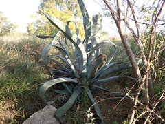 Agave