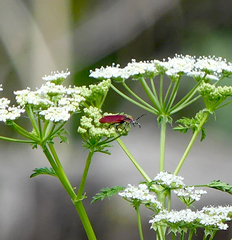 Lycus sanguinipennis