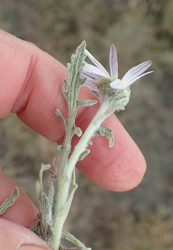 Image of Arctotis leiocarpa by (c) Nicola van Berkel, some rights reserved (CC BY-SA)