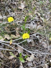 Gompholobium polymorphum