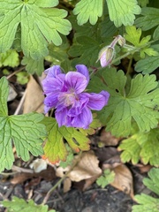 Geranium platypetalum