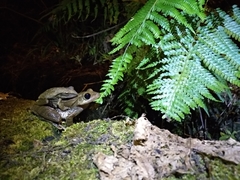 Polypedates megacephalus