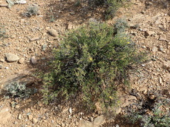 Osteospermum microphyllum