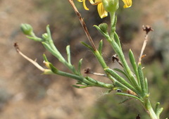 Osteospermum microphyllum