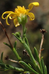 Osteospermum microphyllum