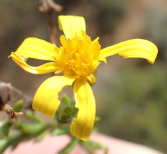 Osteospermum microphyllum