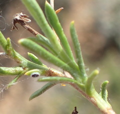 Osteospermum microphyllum