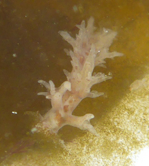 Dendronotus