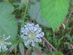 Trifolium obtusiflorum