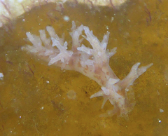 Dendronotus