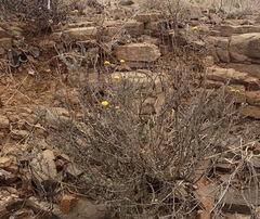 Pentzia quinquefida