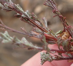 Pentzia quinquefida