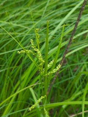 Carex davisii