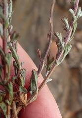 Pentzia quinquefida