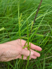 Carex davisii