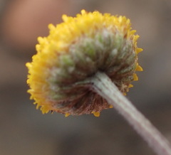 Pentzia quinquefida