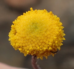 Pentzia quinquefida
