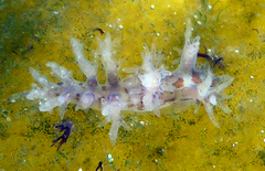Dendronotus