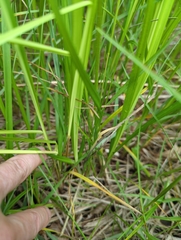 Carex davisii