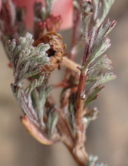 Pentzia quinquefida