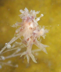 Dendronotus