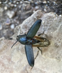 Spondylis buprestoides