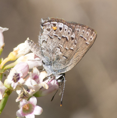 Satyrium behrii