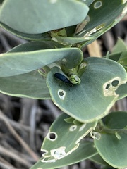 Mecinus janthiniformis