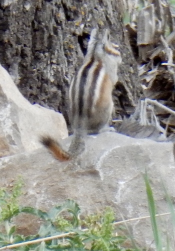 Gray-footed Chipmunk
